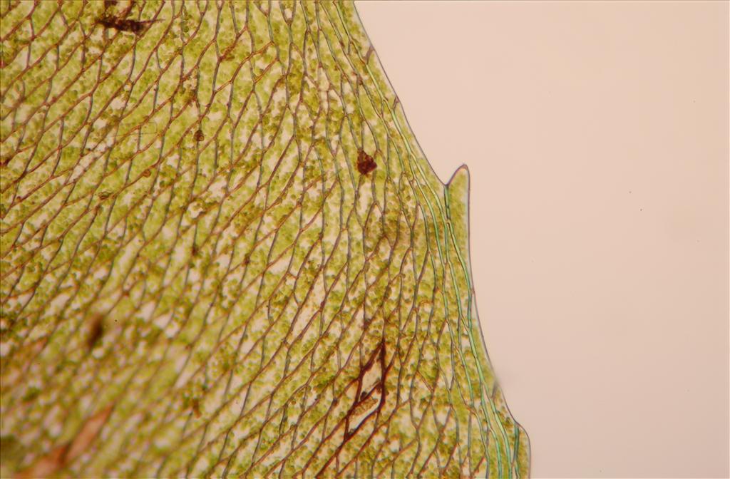 Pseudobryum cinclidioides (door Rudi Zielman)