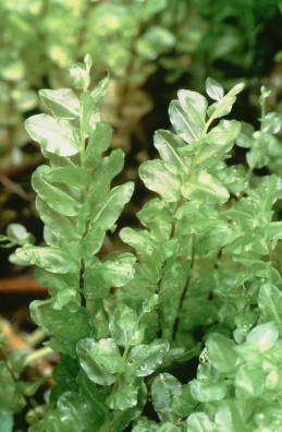 Pseudobryum cinclidioides (door Klaas van der Veen)