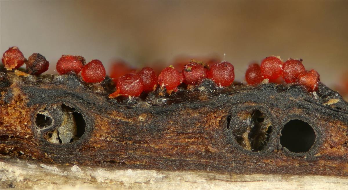 Pseudocosmospora eutypae (door Laurens van der Linde)