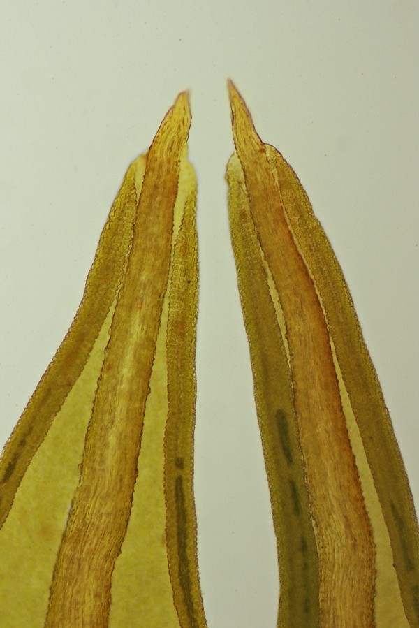 Pseudocrossidium hornschuchianum (door Jan Kersten)