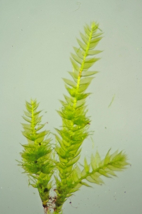 Pseudotaxiphyllum elegans (door Jan Kersten)