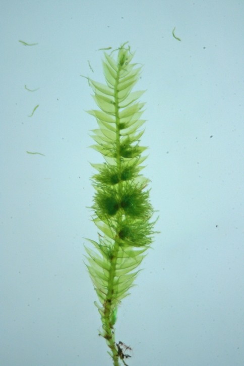 Pseudotaxiphyllum elegans (door Jan Kersten)