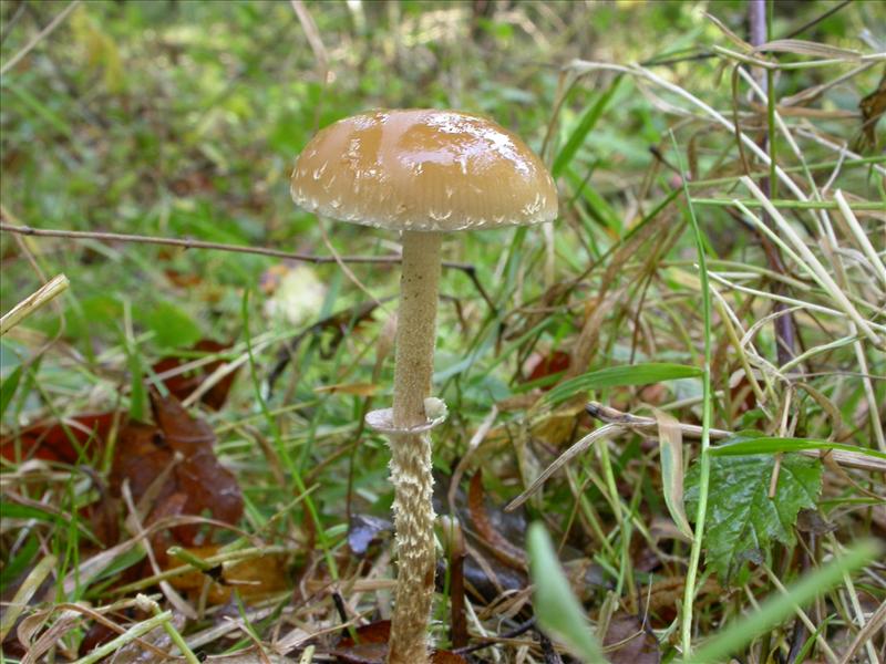 Leratiomyces squamosus (door Laurens van Run)