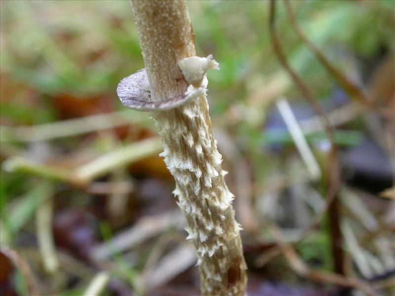 Leratiomyces squamosus (door Laurens van Run)