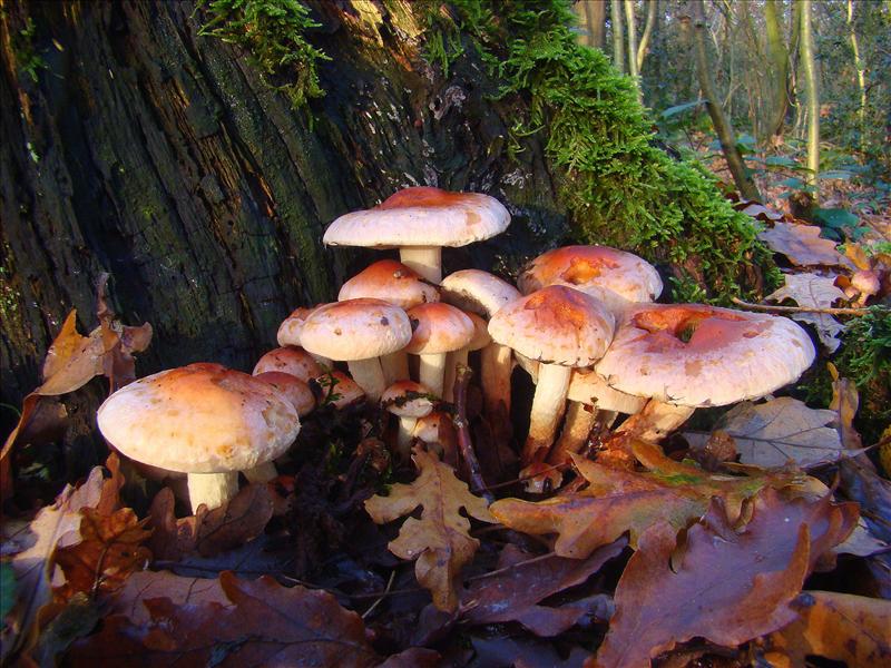 Hypholoma lateritium (door Frans Ozinga)