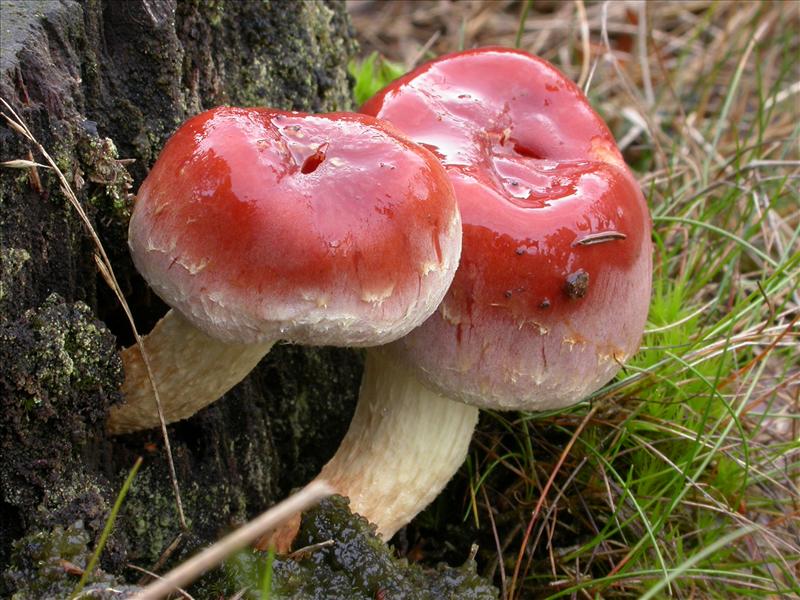 Hypholoma lateritium (door Laurens van Run)