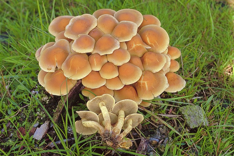 Hypholoma capnoides (door F.A. van den Bergh)