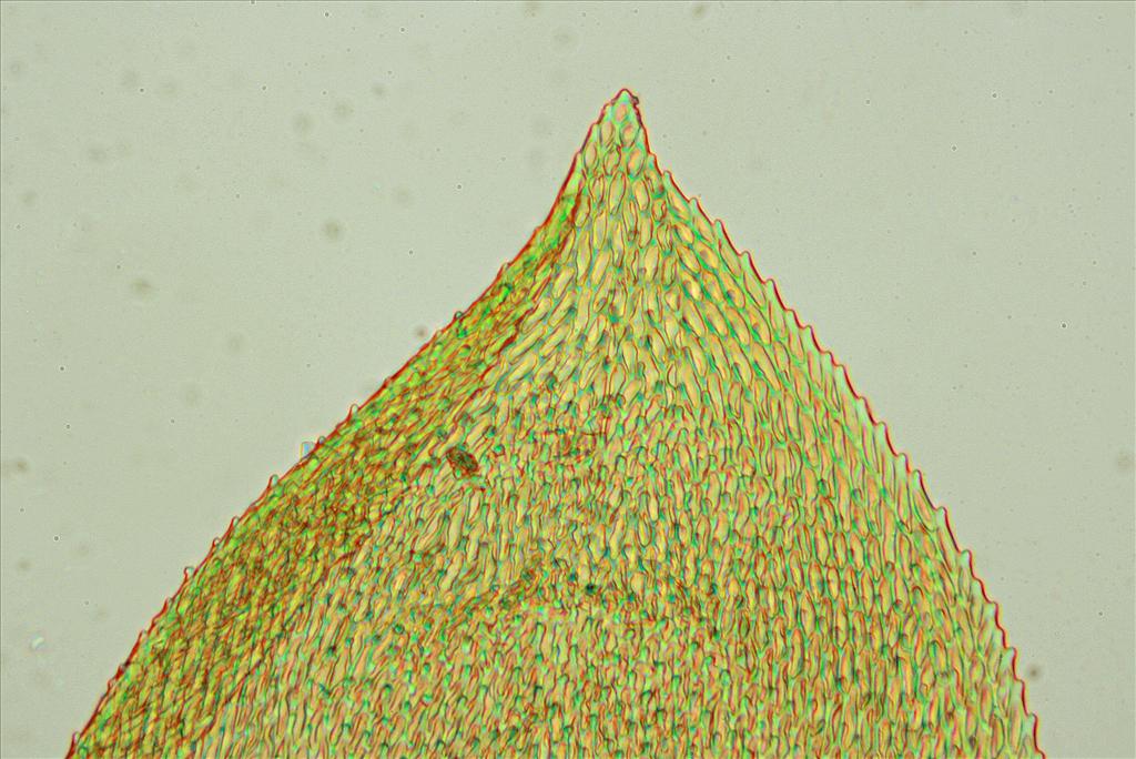 Pterigynandrum filiforme (door Jan Kersten)
