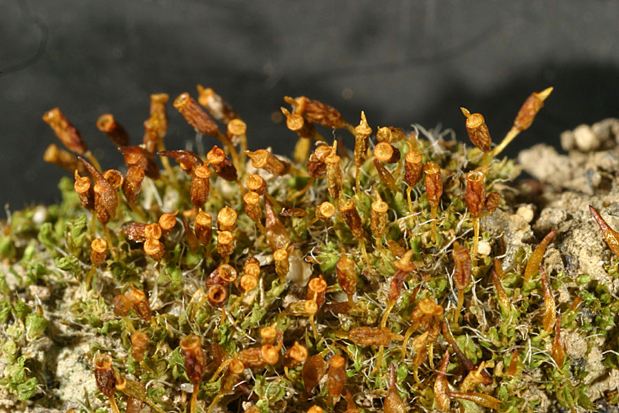 Pterygoneurum ovatum (door Norbert Stapper)