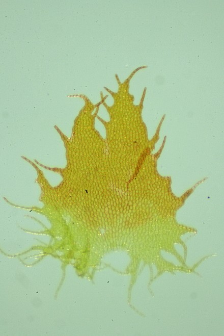 Ptilidium ciliare (door Jan Kersten)