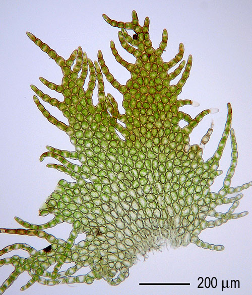 Ptilidium pulcherrimum (door Norbert Stapper)