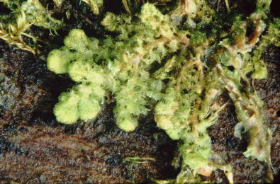 Ptilidium pulcherrimum (door Klaas van der Veen)