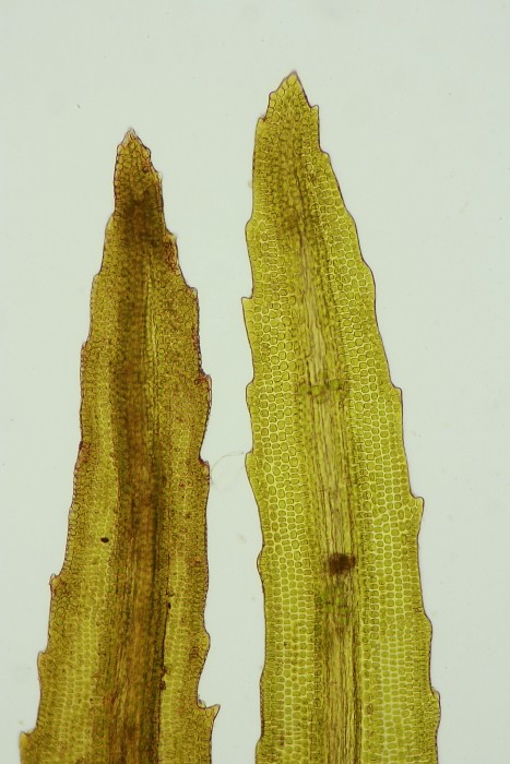 Ptychomitrium polyphyllum (door Jan Kersten)