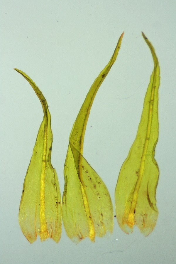 Ptychomitrium polyphyllum (door Jan Kersten)