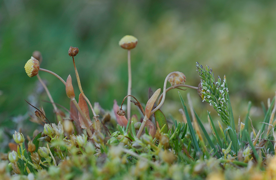 Puccinellia rupestris (door Theo Muusse)