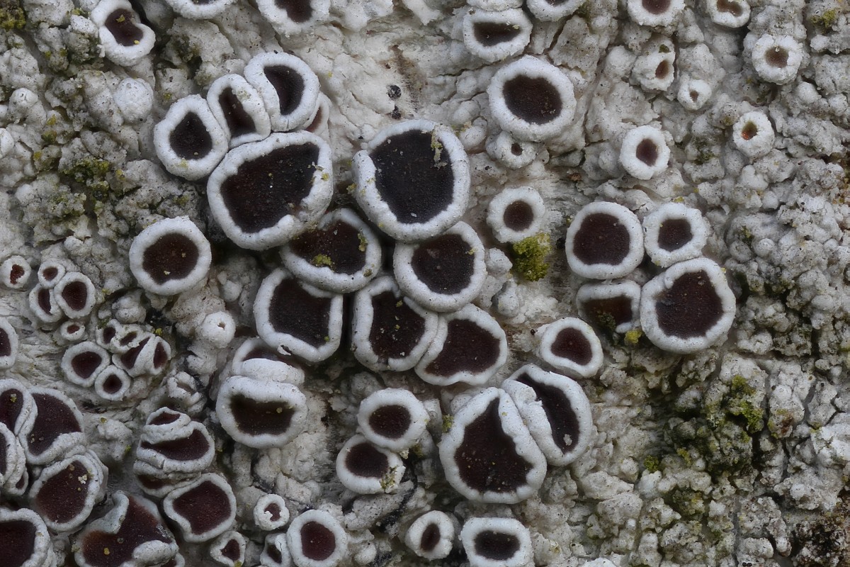 Lecanora argentata (door Arjan de Groot)