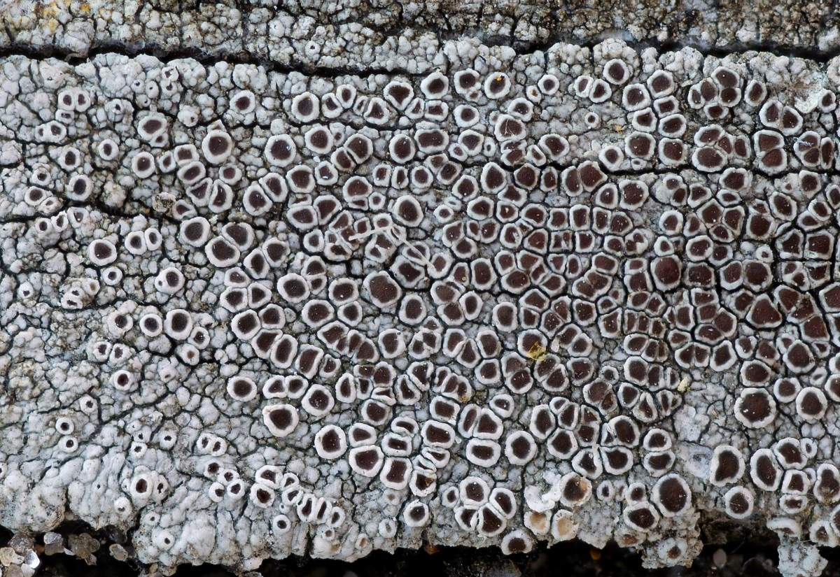 Lecanora campestris (door Arjan de Groot)