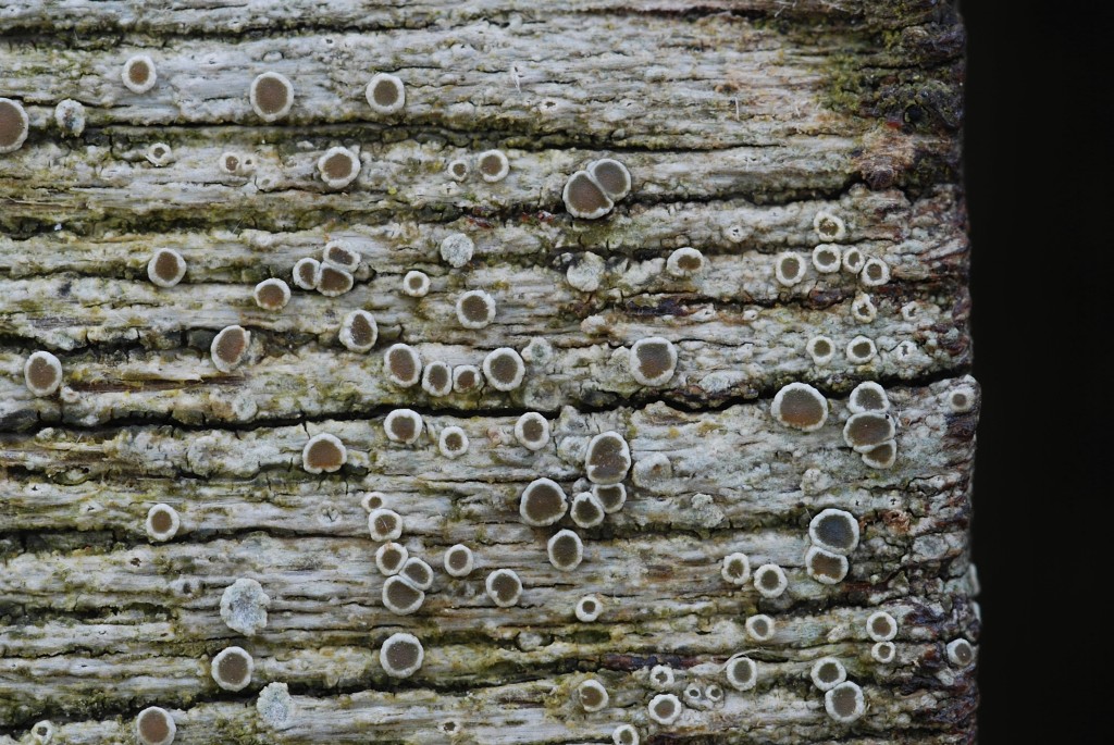 Lecanora pulicaris (door Arjan de Groot)