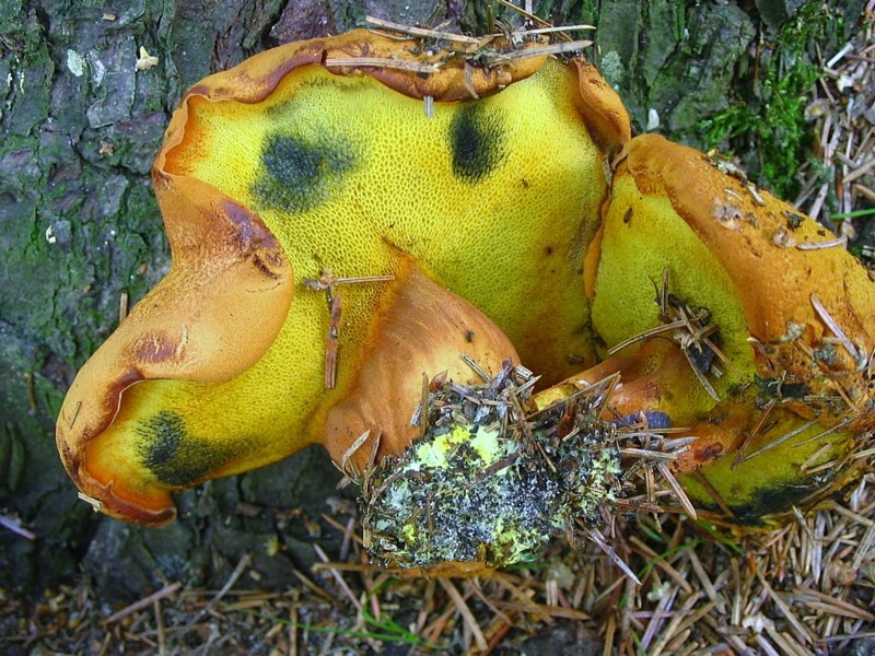 Buchwaldoboletus lignicola (door Martijn Oud)