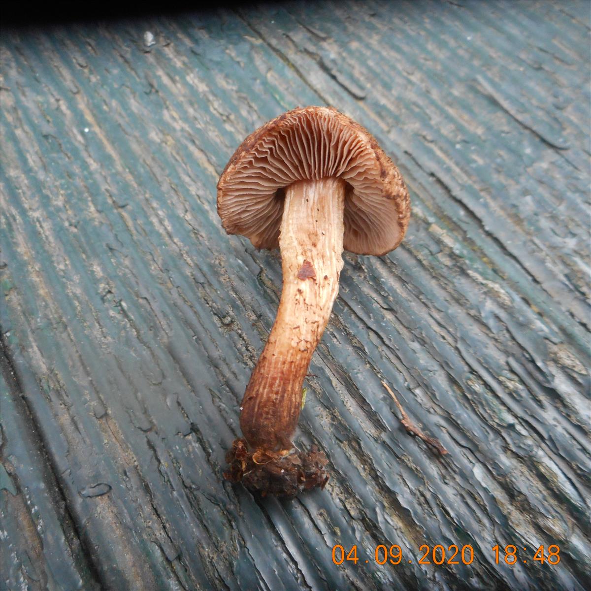 Inocybe leptophylla (door Giel van der Pluijm)