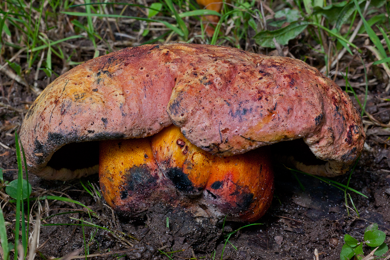 Imperator rhodopurpureus (door John Breugelmans)