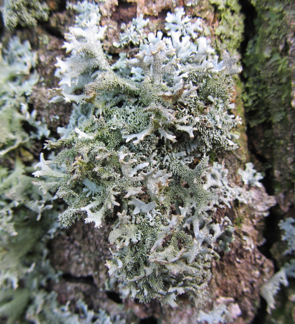 Pseudevernia furfuracea (door Mathieu Groeneveld)