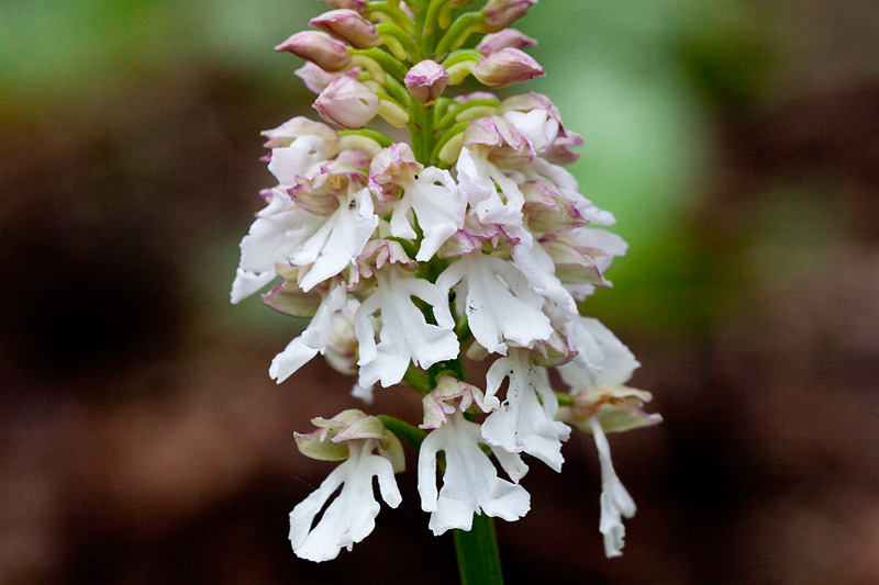 Orchis purpurea (door John Breugelmans)