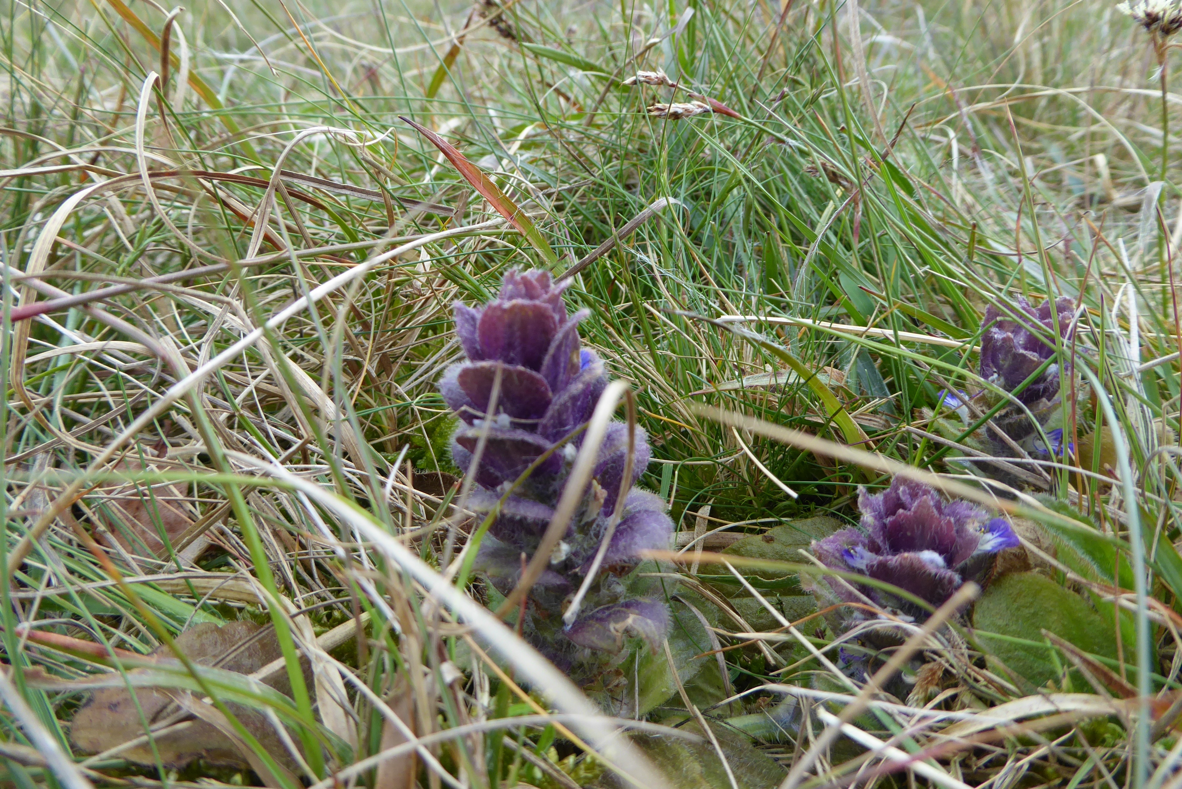 Ajuga pyramidalis (door Koen van Zoest)