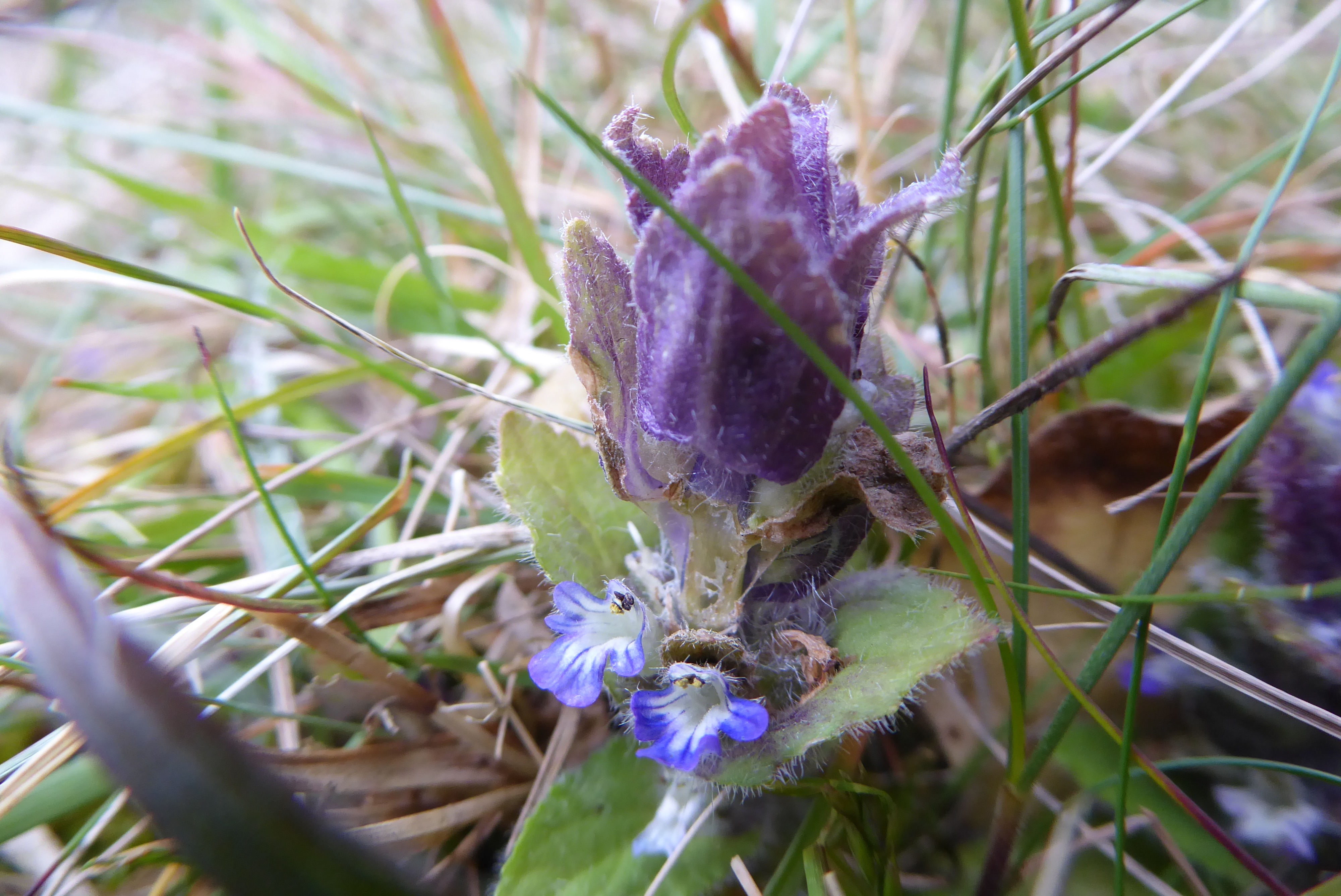 Ajuga pyramidalis (door Koen van Zoest)