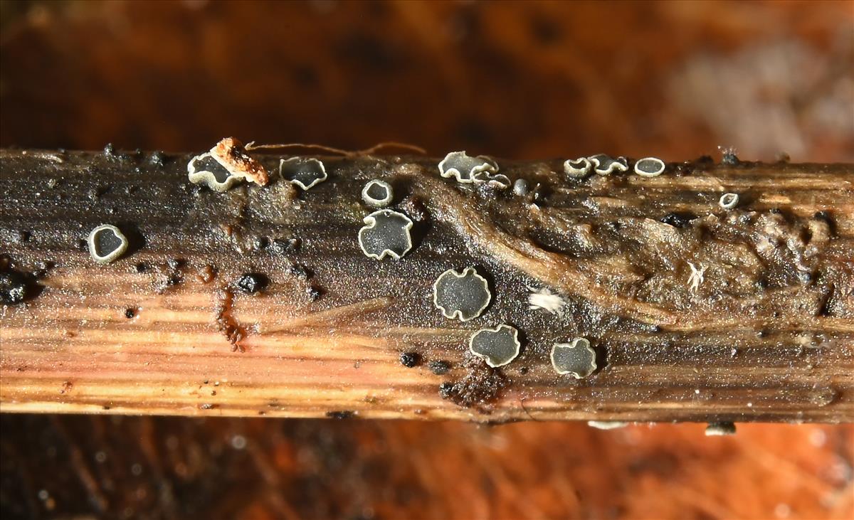 Pyrenopeziza chamaenerii (door Laurens van der Linde)