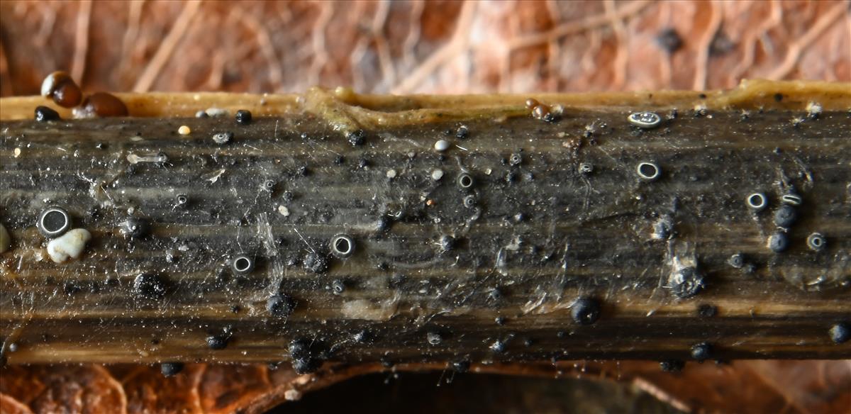 Pyrenopeziza chamaenerii (door Laurens van der Linde)