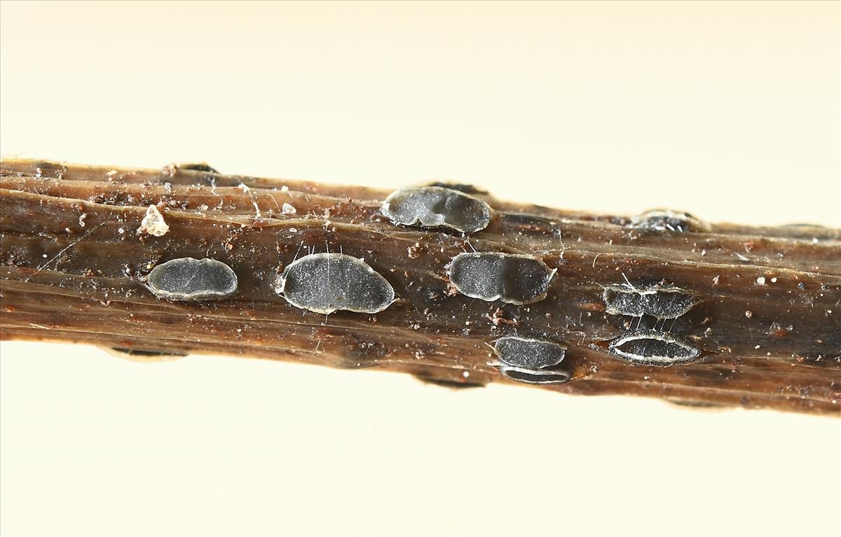 Pyrenopeziza petiolaris (door Laurens van der Linde)