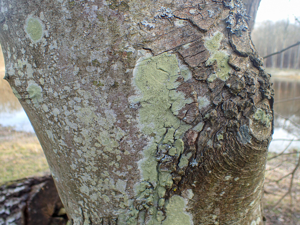 Pyrrhospora quernea (door Wim de Groot)
