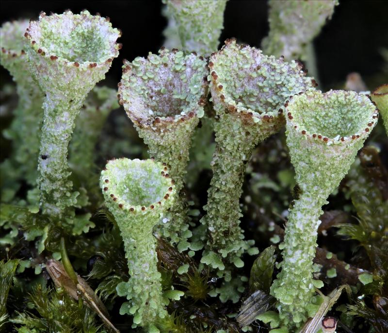 Cladonia pyxidata (door Arjan de Groot)