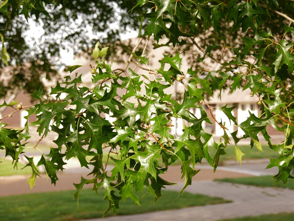 Quercus palustris (door Wim van der Neut)