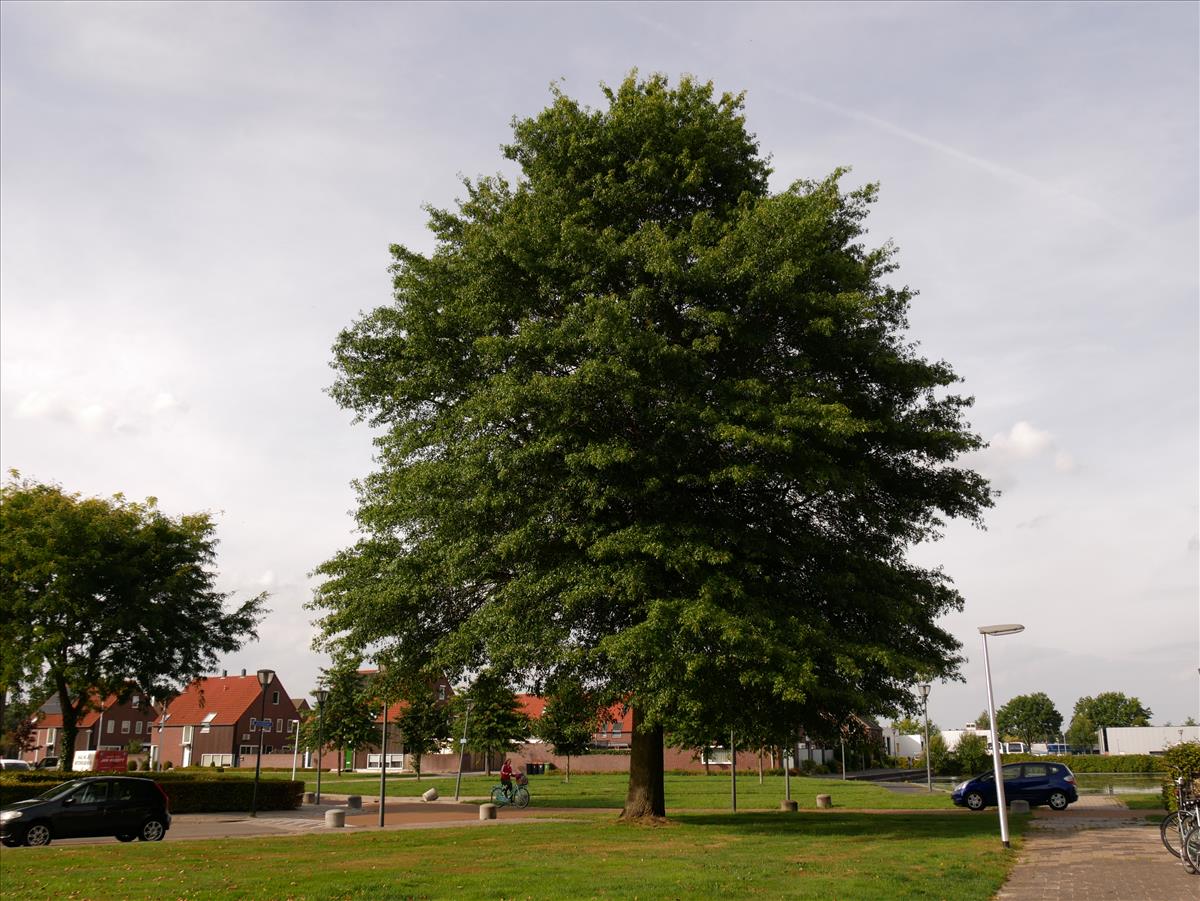 Quercus palustris (door Wim van der Neut)