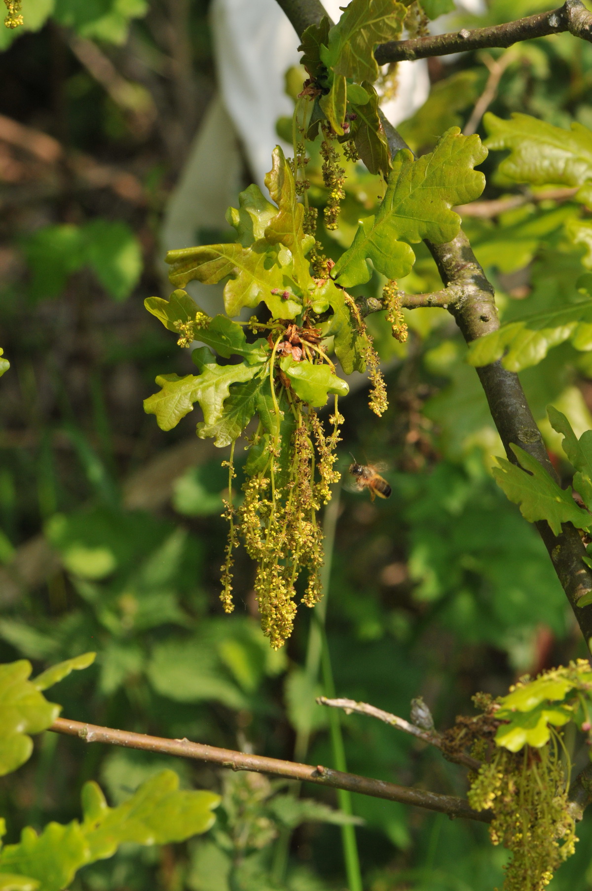 Quercus robur (door Hans Toetenel)