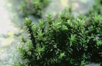 Racomitrium aciculare (door Klaas van der Veen)