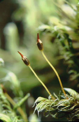 Racomitrium canescens (door Klaas van der Veen)