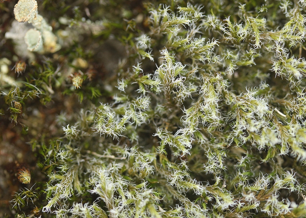 Racomitrium lanuginosum (door Laurens Sparrius)