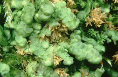 Radula complanata (door Klaas van der Veen)
