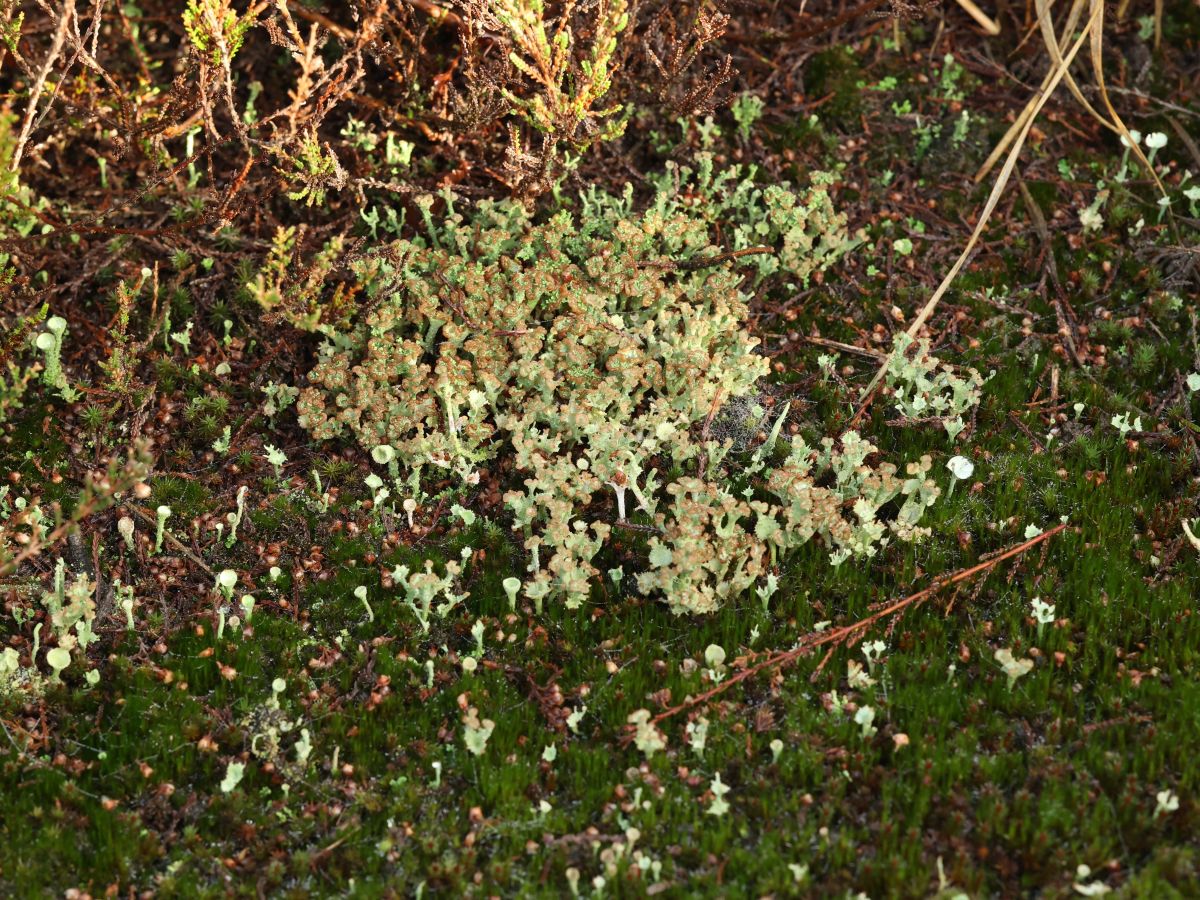 Cladonia ramulosa (door Ilona Noorman)