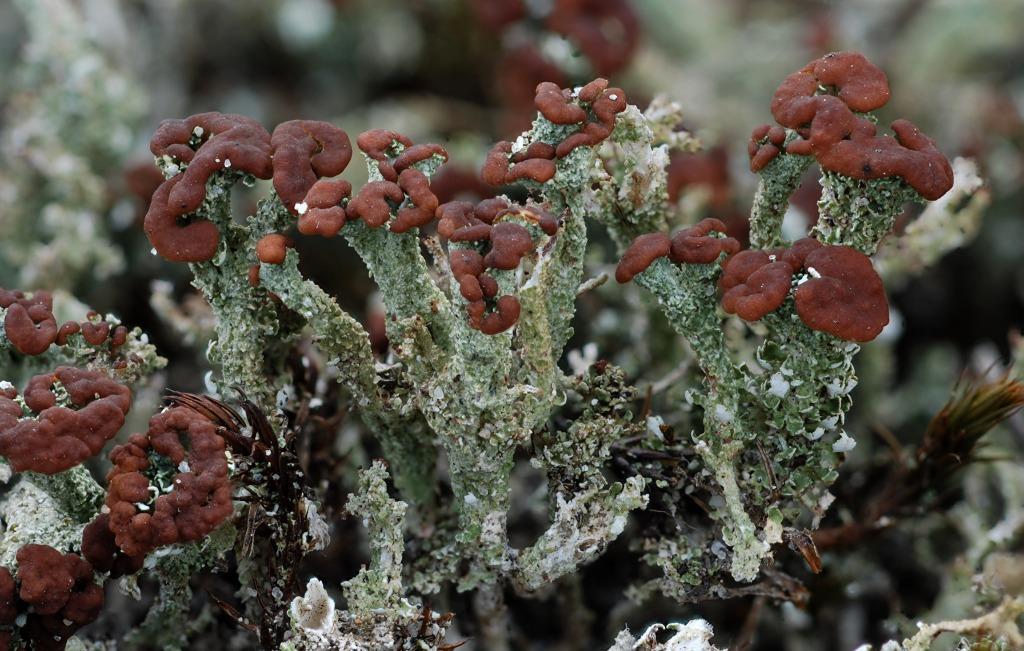 Cladonia ramulosa (door Arjan de Groot)