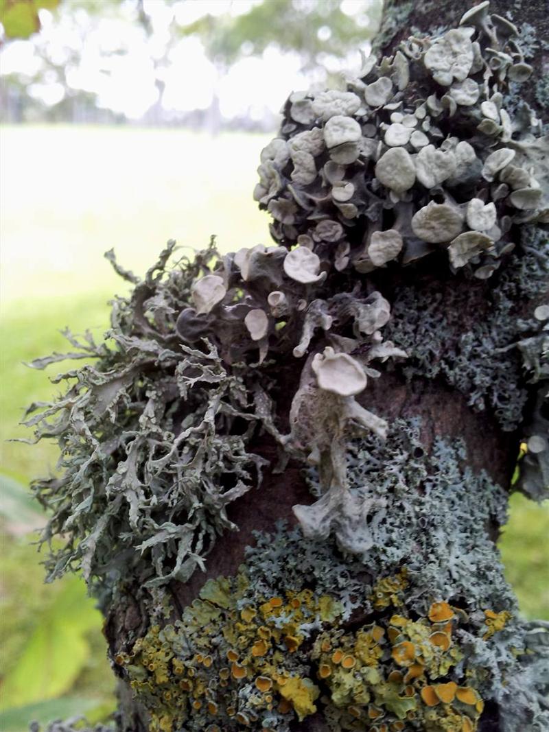 Ramalina fastigiata (door Henk Timmerman)