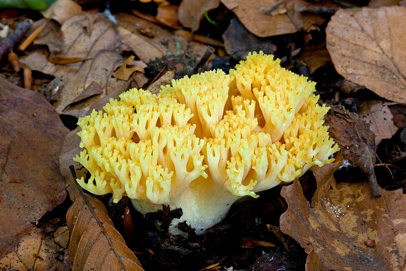 Ramaria flava (door John Breugelmans)