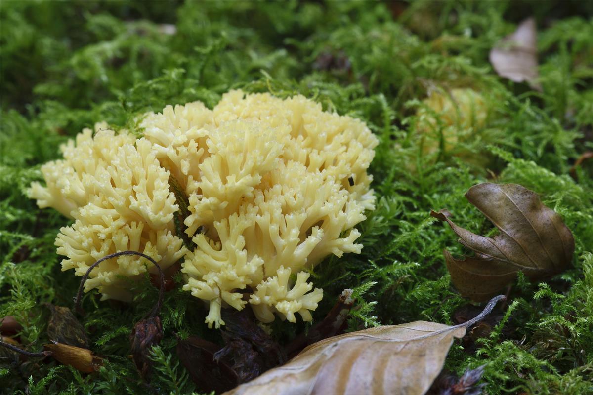 Ramaria krieglsteineri (door Alfons Vaessen)