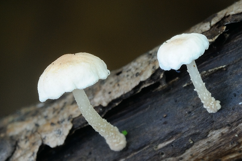 Marasmiellus ramealis (door Kik van Boxtel)