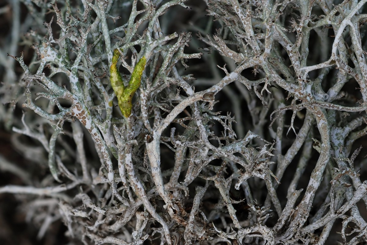 Cladonia rangiformis (door Arjan de Groot)