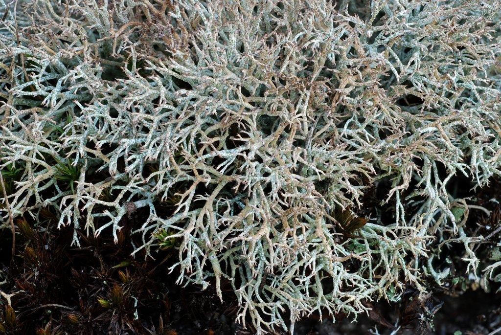 Cladonia rangiformis (door Arjan de Groot)