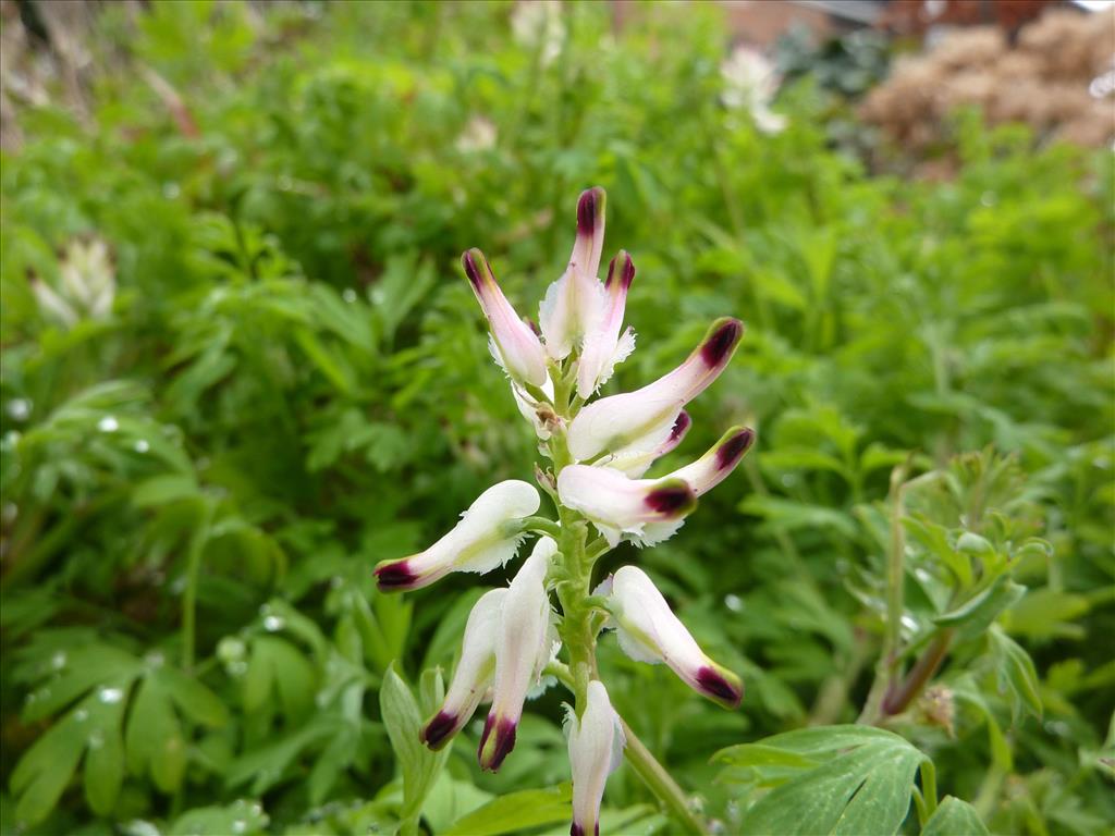 Fumaria capreolata (door Koen van Zoest)
